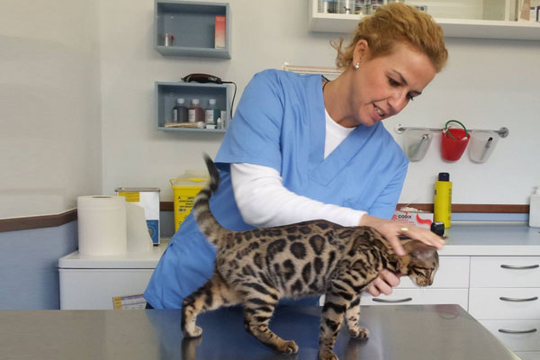emilia veterinaria clinica galga lola
