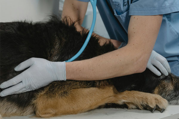 imagen clinica veterinaria santa ana