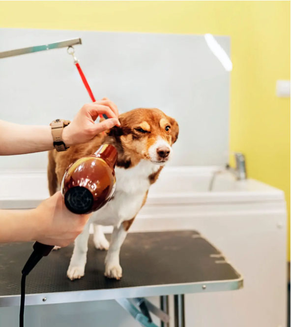 servicio de peluquería veterinaria santa ana