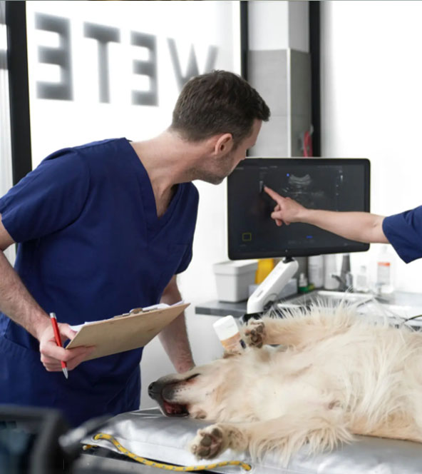 servicios de la galga lola veterinarios